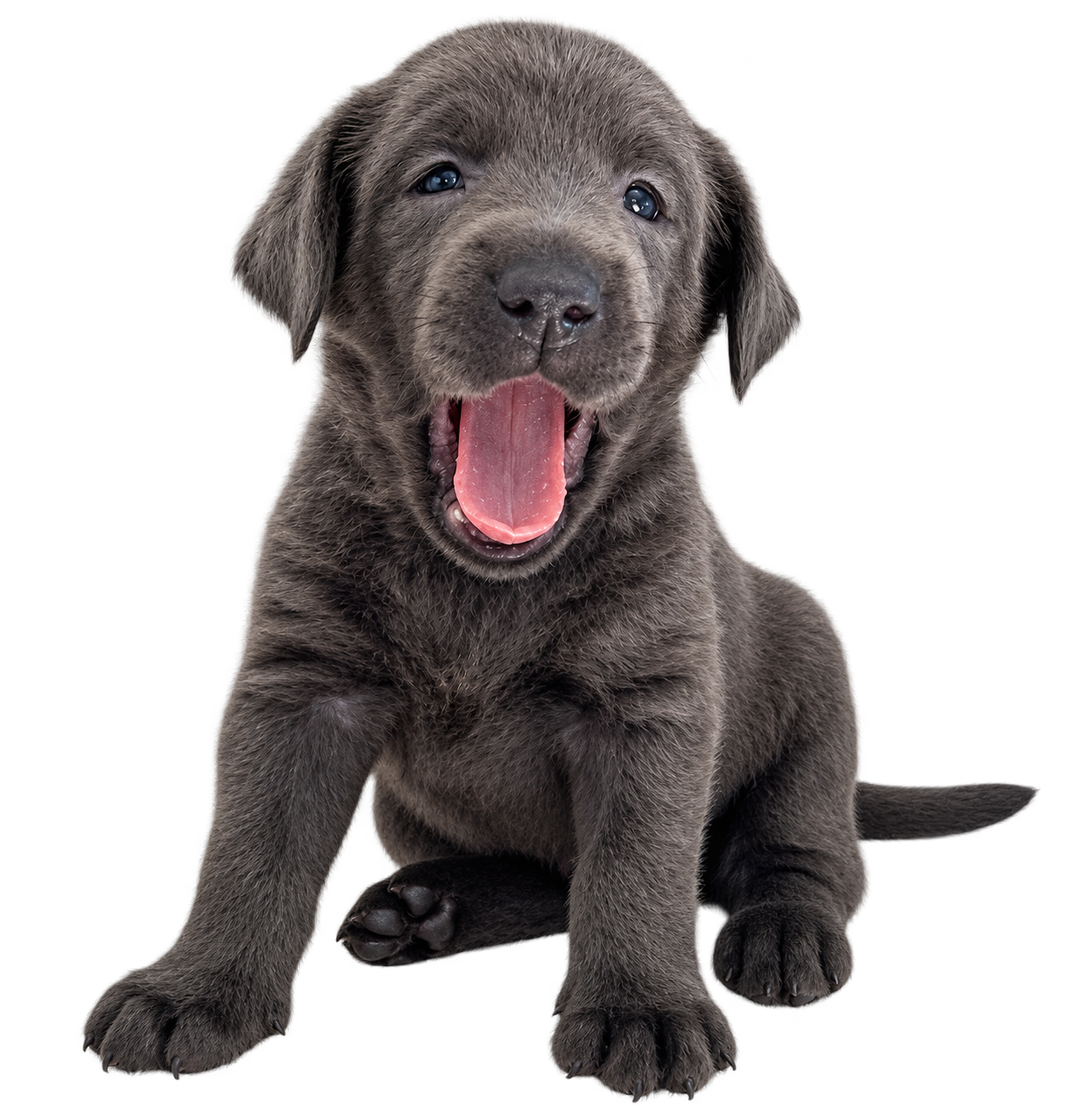 Our Cloud Peak puppy yawning, the real photo used for Willow’s sample mug
